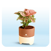 Corporate Plant Gifts Online